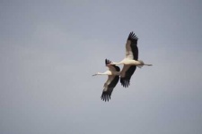 image of stork