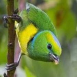 image of bird