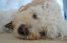 image of tibetan_terrier #29