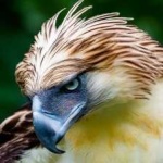image of bird