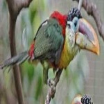 image of bird
