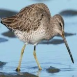 image of bird