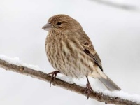 image of finch