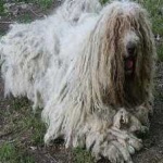 image of animal