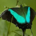 image of banded_butterfly #178