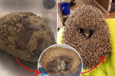 image of hedgehog
