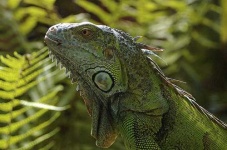 image of common_iguana