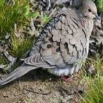 image of bird