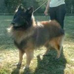 image of german_sheperd #7