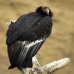 image of bird
