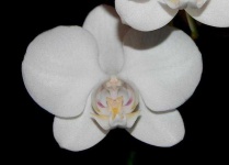 image of moon_orchid #23