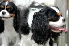 image of blenheim_spaniel
