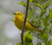 image of warbler