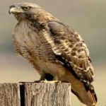 image of bird