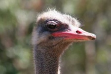 image of ostrich