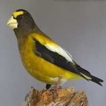 image of bird