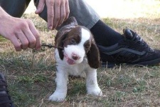 image of english_springer
