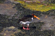 image of oystercatcher