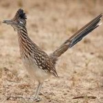 image of bird