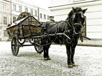 image of horse_cart #24