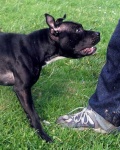 image of staffordshire_bullterrier