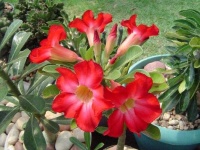 image of flower