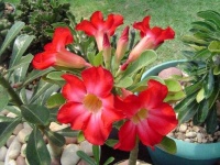 image of desert_rose #50