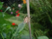 image of garden_spider