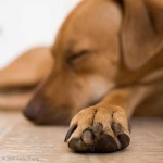 image of rhodesian_ridgeback