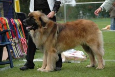 image of animal