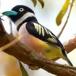 image of bird
