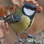 image of parus_major