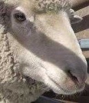 image of animal