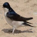 image of bird