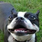 image of animal