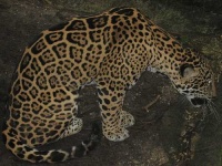 image of jaguar_car