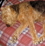 image of airedale