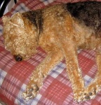 image of airedale #17