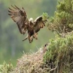 image of bird