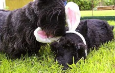 image of scotch_terrier