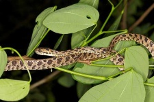 image of night_snake