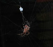image of barn_spider
