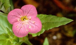 image of flower