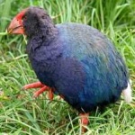 image of bird