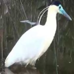 image of bird