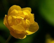 image of flower