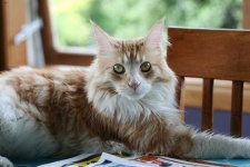 image of maine_coon #25