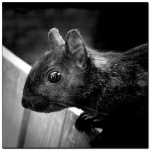 image of fox_squirrel