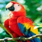 image of bird