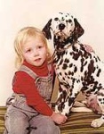 image of dalmatian